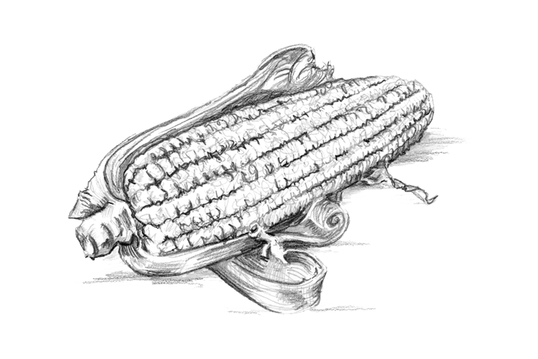 Hand Drawn Illustration of Corn